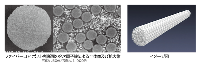 ファイバーコア ポスト割断面の2次電子線による全体像及び拡大像